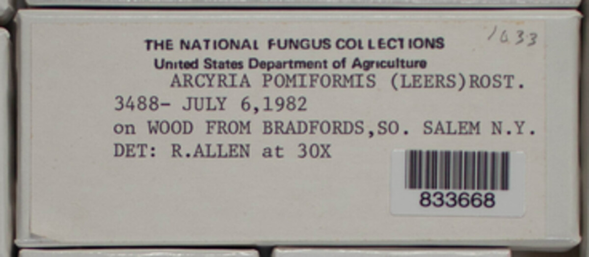 Arcyria pomiformis image